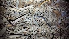 Pareas margaritophorus