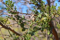 Viscum rotundifolium