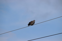 Streptopelia orientalis