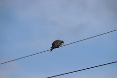 Streptopelia orientalis