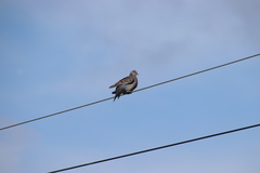 Streptopelia orientalis