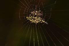 Gasteracantha diadesmia