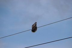 Streptopelia orientalis