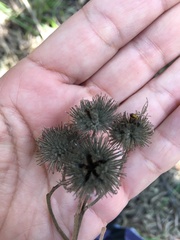 Commersonia bartramia