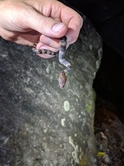 Trimerodytes aequifasciatus