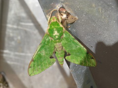 Euchloron megaera
