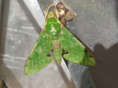 Euchloron megaera