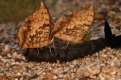 Charaxes bernardus