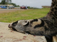 Civettictis civetta