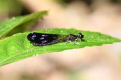 Aristocypha quadrimaculata