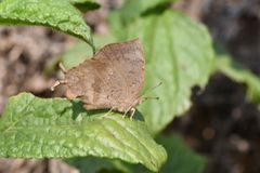 Surendra quercetorum