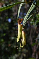 Nepenthes khasiana