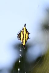 Gasteracantha diadesmia