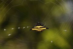 Gasteracantha diadesmia