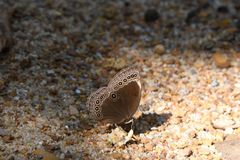 Ethope himachala