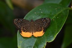 Mooreana trichoneura