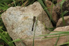 Orthetrum albistylum speciosum
