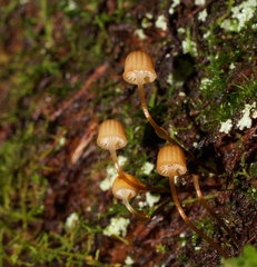 Mycena mamaku