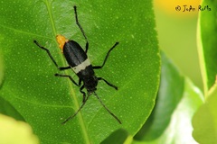 Chauliognathus tripartitus