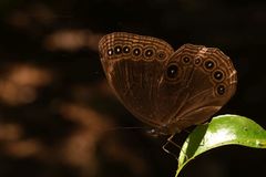 Ethope himachala