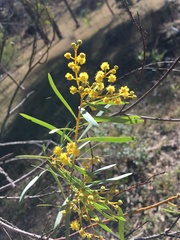 Acacia decora