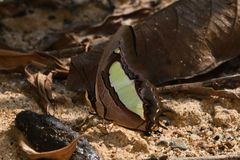 Polyura