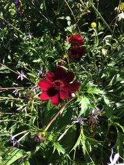 Potentilla thurberi