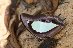 Polyura