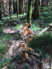 Gastrodia procera