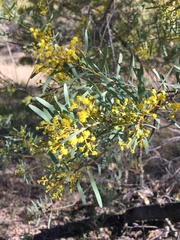 Acacia decora