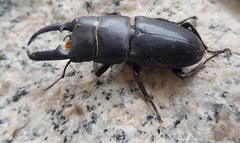 Serrognathus titanus