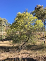 Acacia decora