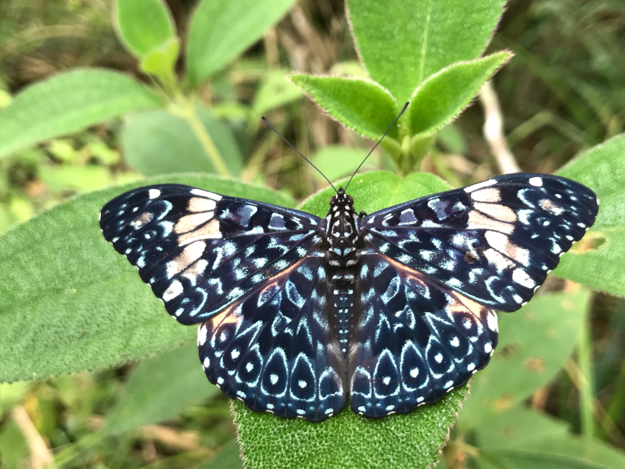 カスリタテハ属 (属 Hamadryas) · iNaturalist