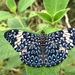Cracker Butterflies - Photo (c) Diana Fuentes, some rights reserved (CC BY-SA), uploaded by Diana Fuentes