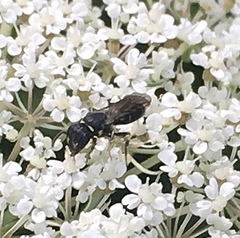 Hylaeus