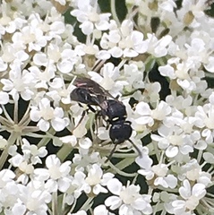 Hylaeus