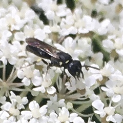 Hylaeus