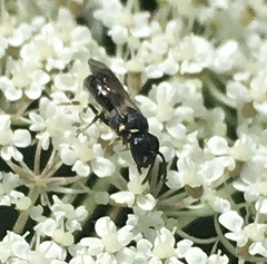 Hylaeus
