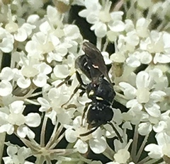 Hylaeus