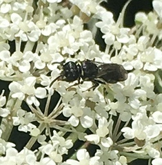 Hylaeus