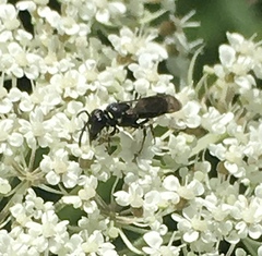 Hylaeus