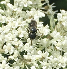 Hylaeus