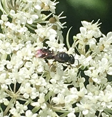 Hylaeus