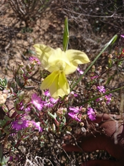 Gladiolus carinatus