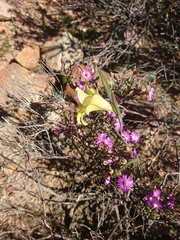 Gladiolus carinatus
