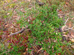 Correa reflexa scabridula