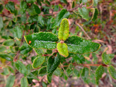 Correa reflexa scabridula