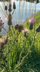 Cirsium nuttalii image