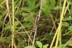 Orthetrum albistylum speciosum