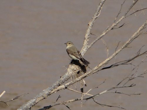 Little Ground-Tyrant